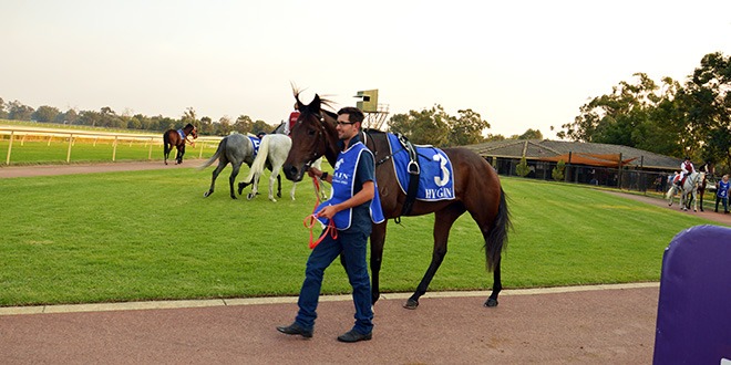 blog-trainen-en-het-zorgen-voor-de-racepaarden-tijdens-mijn-boerderijwerk-in-australie6_0