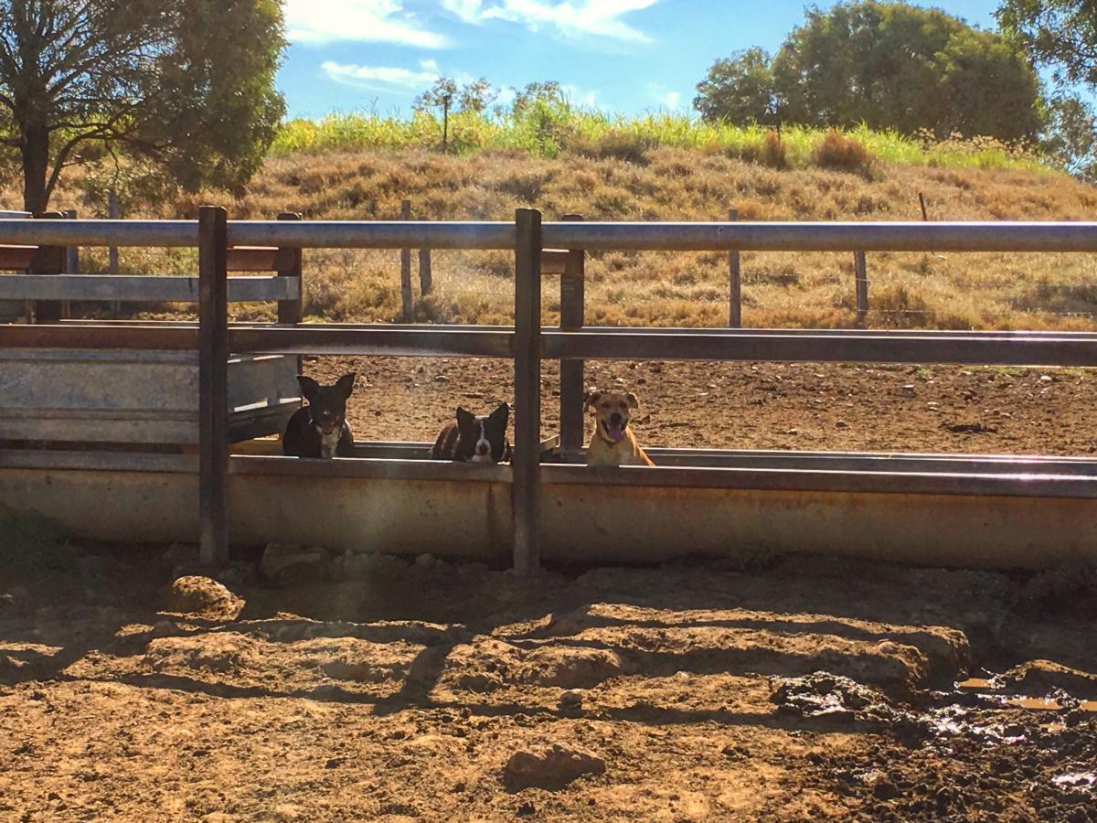 blog-van-au-pair-naar-een-onvergetelijke-ervaring-door-boerderijwerk-in-australie6